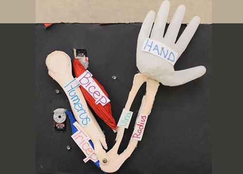 Animatronic Anatomy